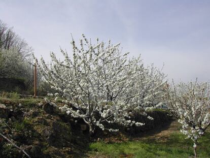 El valle del Jerte, en el norte de Extremadura, ya luce con la floración de los cerezos en primavera: un espectáculo de más de un millón de árboles tiñendo de blanco la zona. Y después de las flores llegan las cerezas y las picotas.