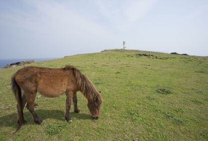 Paisaje de la isla de Yonaguni, famosa, entre otras cosas, por sus pequeños caballos.