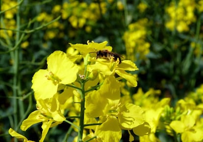 De las más de 200 especies de abejas que hay en Inglaterra, una treintena se alimenta de las flores de colza.