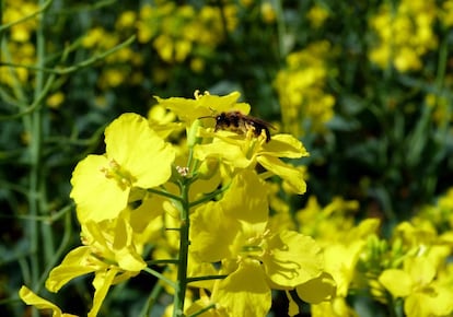 De las m&aacute;s de 200 especies de abejas que hay en Inglaterra, una treintena se alimenta de las flores de colza.