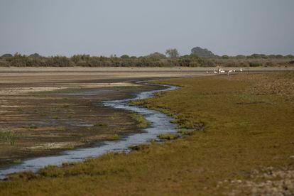 Un grupo de flamencos, en la laguna de Santa Olalla de Doñana, hace un mes. / PACO PUENTES