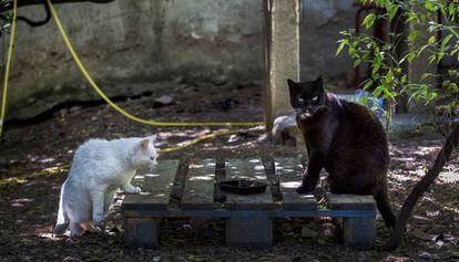 Una colonia de gatos callejeros en Barcelona.