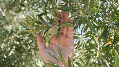 Un olivo afectado por la sequía.