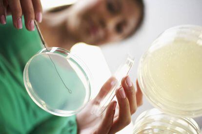 Una joven investigadora realiza una técnica de cultivo celular en un laboratorio.