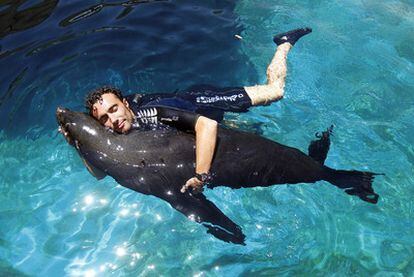 Nacho Barrio, responsable de animales acuáticos del parque Faunia nada abrazado junto al oso marino <i>Ibo.</i>