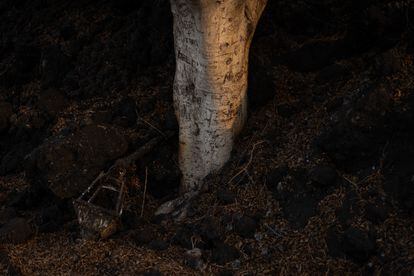 La colada del volcán de La Palma engulle un árbol y una farola en el camino de la Laguna, zona de exclusión, el 17 de noviembre.