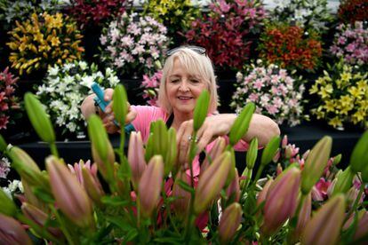 Una trabajadora coloca las flores en uno de los expositores del Chelsea Flower Show de Londres.
