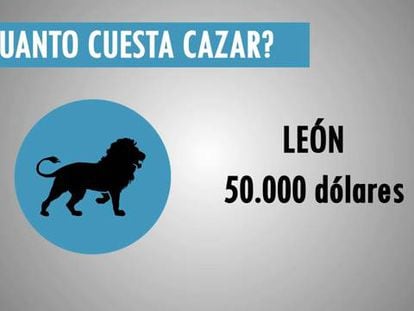 España, líder en leones abatidos gracias a la polémica ‘caza enlatada’