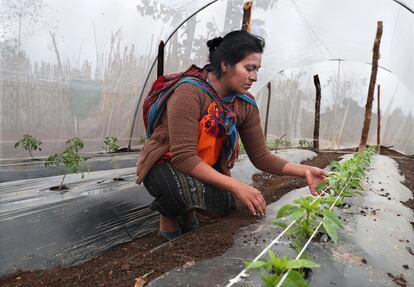 Doña Juana en el invernadero comunitario Los Cerritos I en el municipio de Chiché, en el departamento guatemalteco de Quiché.