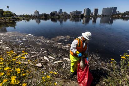 Un trabajador del Ayuntamiento de Oakland deposita en una bolsa plástica cadáveres de peces durante los trabajos de limpieza en el Lago Merritt.