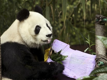 La panda Shuan Shuan en el zoológico de Chapultepec, en Ciudad de México, en julio de 2015.