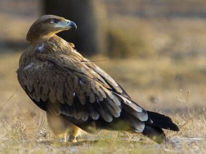 La población de esta especie en extinción es la más númerosa de los últimos 30 años, en este territorio clave para su supervivencia