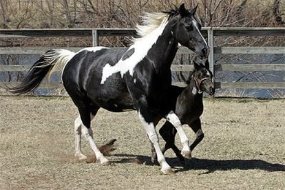 La madre del caballo purasangre que ha sido clonado el pasado 19 de febrero y el clon.