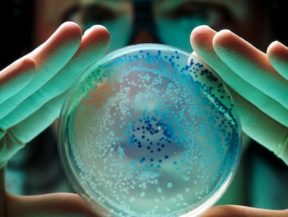 Una investigadora con bacterias E Coli.