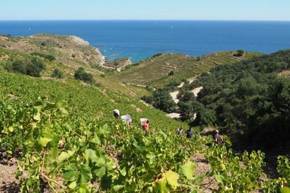Damos un salto al otro lado de los Pirineos, hasta <a href="https://www.banyuls-sur-mer.com/es" target="_blank"> Banyuls-sur-Mer</a>, a media hora en coche de Portbou (Girona). Las uvas maduran en las laderas que rodean este pueblo costero famoso por sus vinos, (Banyuls, Banyuls Grand Cru y Collioure), que se cultivan en empinados bancales divididos por muros de piedra seca que ayudan a retener agua y a prevenir la erosión del suelo. Se pueden visitar bodegas como<a href="https://www.terresdestempliers.fr/fr" target="_blank"> Terres des Templiers</a>, al oeste del paseo marítimo. Al margen del vino, Banyuls resulta un lugar precioso, con tres playas de guijarros y soberbias aguas de color turquesa (Centrale, Les Elmes y Centre Hélio Marin) y una importante reserva submarina, la de Cerbère-Banyuls, a seis kilómetros al sureste del pueblo. En el paseo marítimo de Banyuls está desde 1885 el <a href="http://www.biodiversarium.fr/index.php/fr/" target="_blank">Biodiversarium</a>, uno de los acuarios más antiguos de Francia.