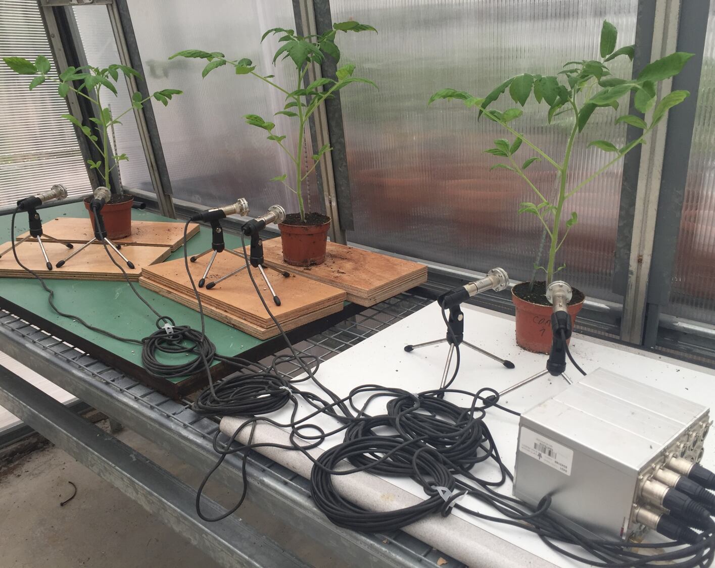 Los científicos colocaron micrófonos de ultrasonidos a distintas distancias de plantas de tomate (en la imagen), tabaco, maíz, vid, ortigas o cactus.