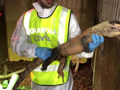 Operació de la Guàrdia Civil en què troben un dragó de Komodo a Barcelona.