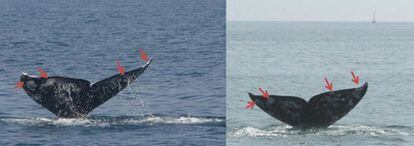 La ballena gris, en Israel el 8 de mayo (izquierda), y en Barcelona el 30. Las flechas señalan las manchas por las que se puede identificar al animal en cualquier parte del mundo.