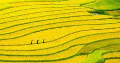 Bancales de arroz cerca de Sapa, al norte de Vietnam.