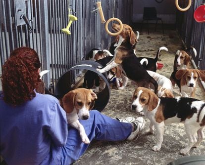Perros de la raza Beagle, empleados en investigación.