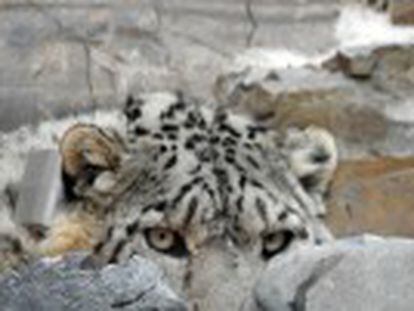 Un documental, en el que participa WWF, recrea la forma de vida del leopardo de las nieves, un gran desconocido debido a su naturaleza evasiva