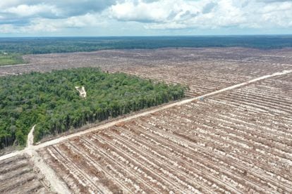 Tierras deforestadas en Kalimantan (Indonesia), en octubre de 2022.