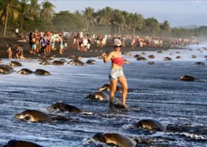 Turistas caminando entre tortugas en Costa Rica.