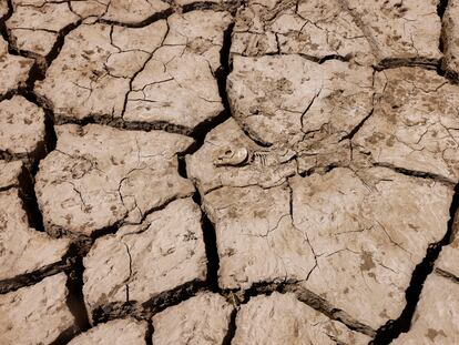 Un pez muerto yace en el suelo agrietado del embalse de La Viñuela, cerca de Málaga.