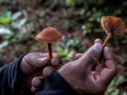 Hongos recolectados en el Volcán La Malinche en Tlaxcala, México. 