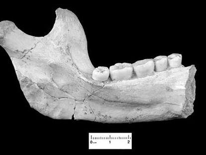 La mandíbula de 800.000 años hallada en Atapuerca.