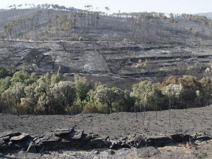 Estado en que qued&oacute; el monte en Larouco, una vez extinguidas las llamas. 