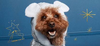 Un perro con ropa de Primark en una imagen facilitada por la marca.
