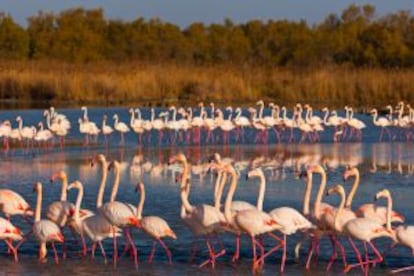 Flamencos en la marisma del Guadalquivir, en Doñana (Huelva).