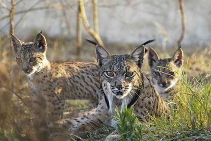 Ejemplares de lince ib&eacute;rico nacidos en el centro de cr&iacute;a en cautividad El Acebuche, en Do&ntilde;ana (Huelva).