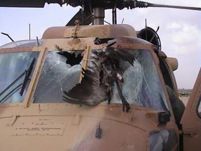 Una grulla común estampada contra un helicóptero UH-60 Black Hawk.