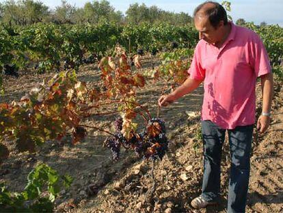 Francesc Montcusí, junto a sus viñas.