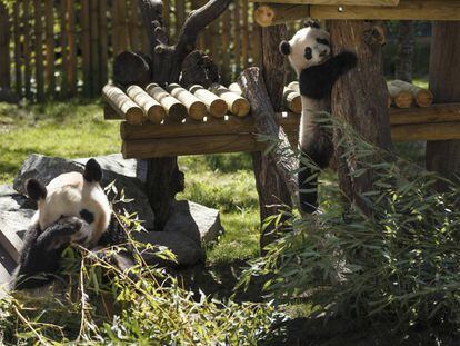 De izquierda a derecha, las osas Huai Zui Ba y Chulina, en el zoo de Madrid.