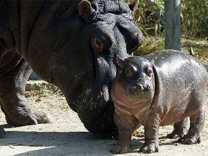 Nueva cría de hipopótamo del Zoo Aquarium