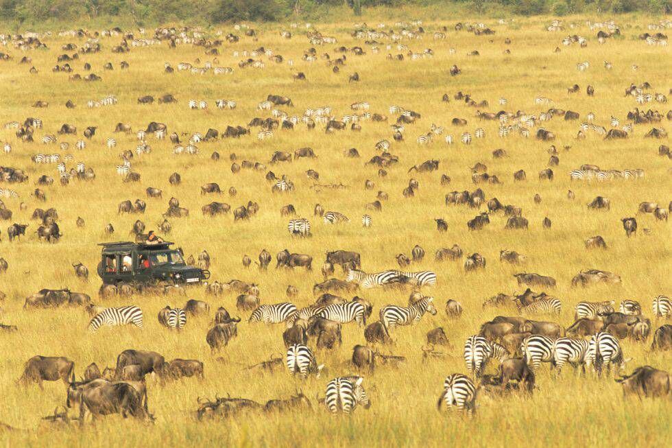 Turistas, ñus y cebras en Masái Mara (Kenia).