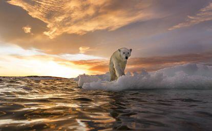 Las imágenes de un oso polar famélico en el ártico canadiense dieron la vuelta al mundo este mes y recordaron la urgencia de detener el derretimiento de los polos a causa del calentamiento global.