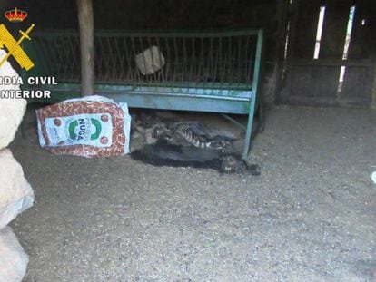 Uno de los animales muertos en la granja.