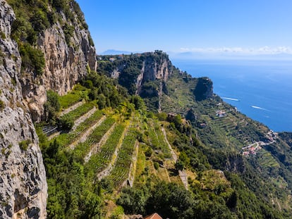 Viñedos de la bodega Marisa Cuomo, en la costa Amalfitana (Italia).