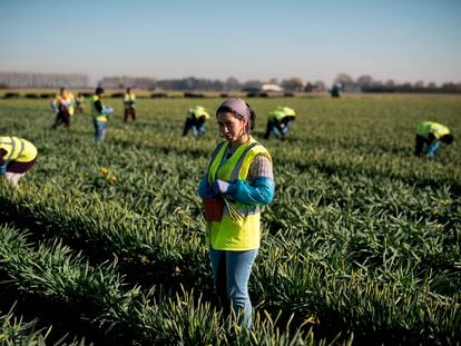 Una migrante rumana trabaja en la cosecha de tulipanes cerca de Holbeach (Reino Unido) en 2019, antes del Brexit.