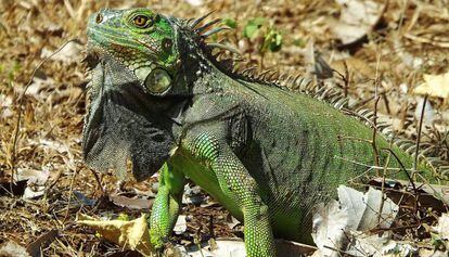 Un ejemplar de iguana verde.