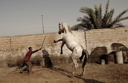 Un hombre doma un caballo durante los primeros días de la invasión.