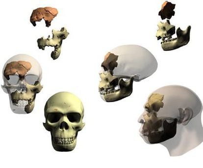 Reconstrucción en tres dimensiones del cráneo de un <i>Homo antecessor </i>a partir de restos.