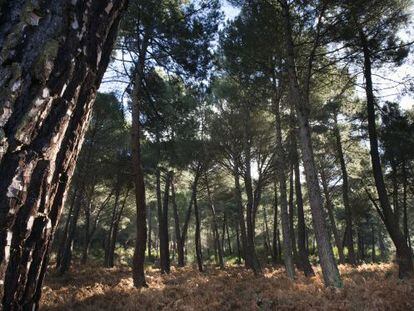 Uno de los pinares de San Mart&iacute;n de Valdeiglesias.