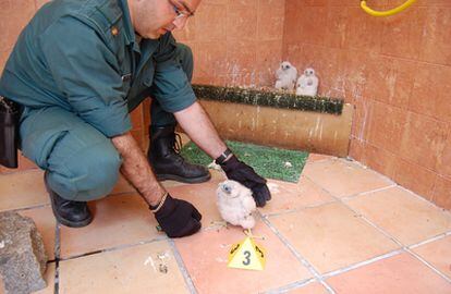 Algunos de los pollos que han sido rescatados en la operación de la Guardia Civil