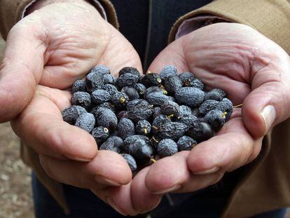 Uvas afectadas por la sequía de 2015 en Jaén.