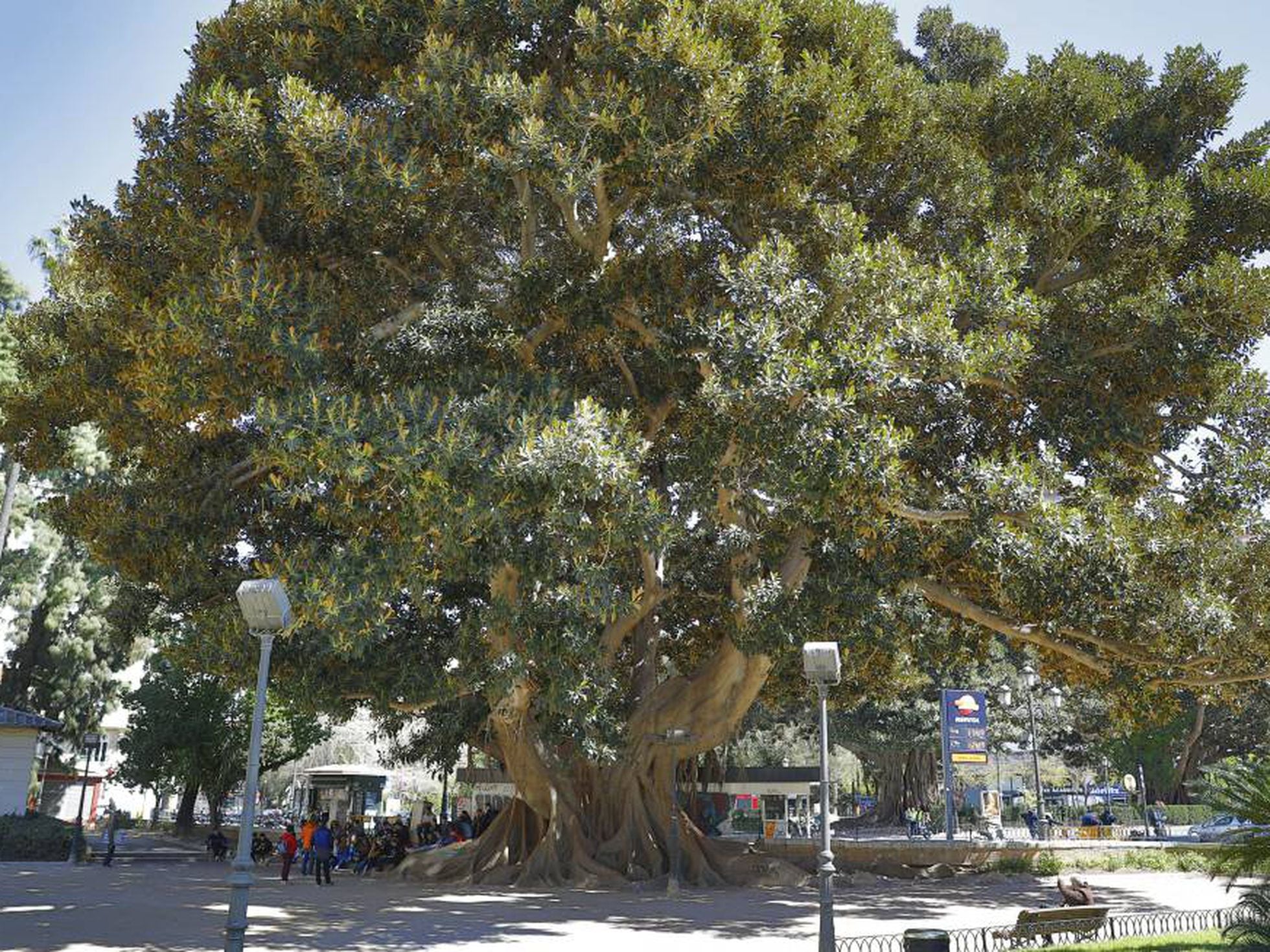 La ciudad a través de sus 100 mejores árboles | Diario De España | EL PAÍS